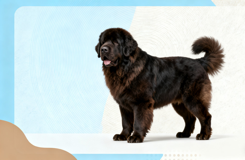 纽芬兰犬饲养完全手册:价格、性格、健康、训练全知道 纽芬兰犬,饲养,价格,性格