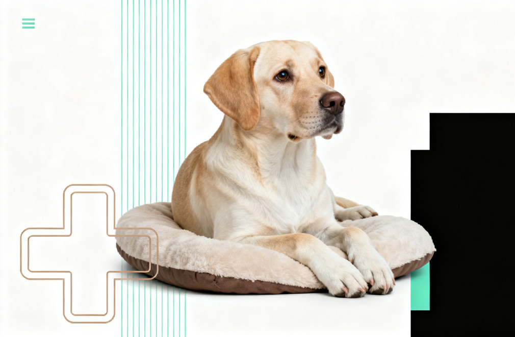 狗狗淋巴瘤的症状与治疗 狗狗淋巴瘤,症状,治疗