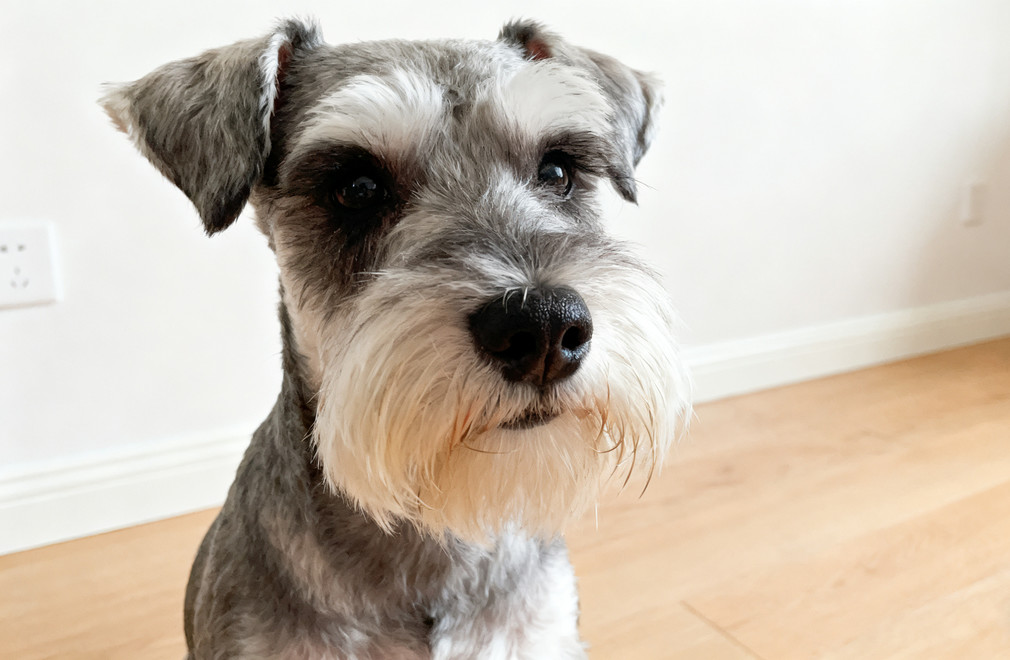 雪纳瑞,胡子清洁,保持干净,犬只护理