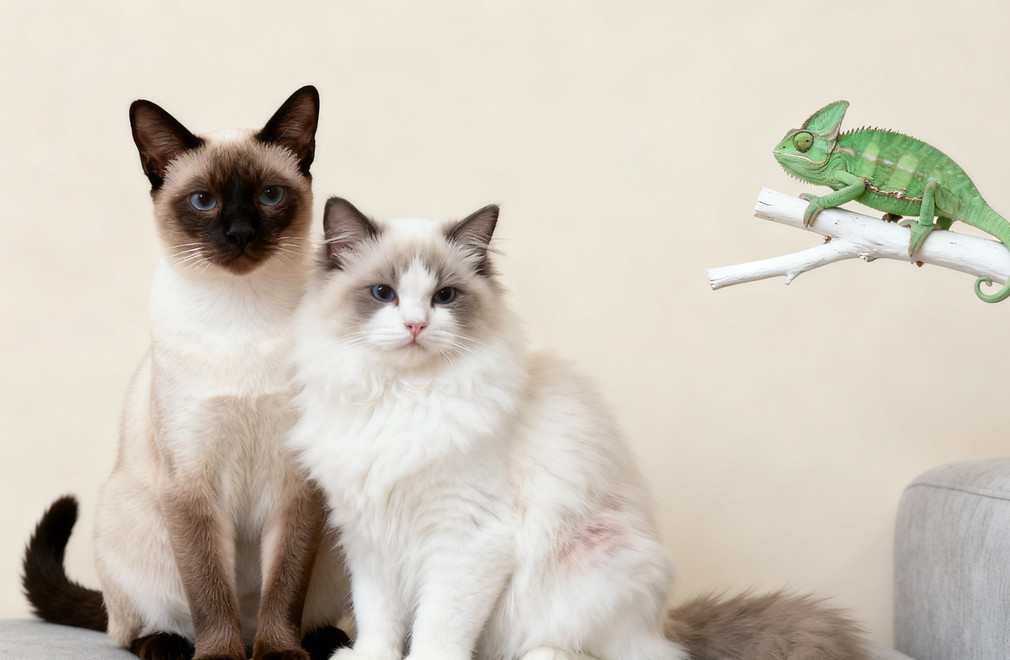 重点色猫咪,暹罗猫,布偶猫,变色龙