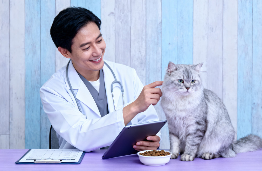 《与兽医合作:为老年猫制定个性化饮食计划》 老年猫饮食计划,兽医合作,个性化饮食,老年猫护理