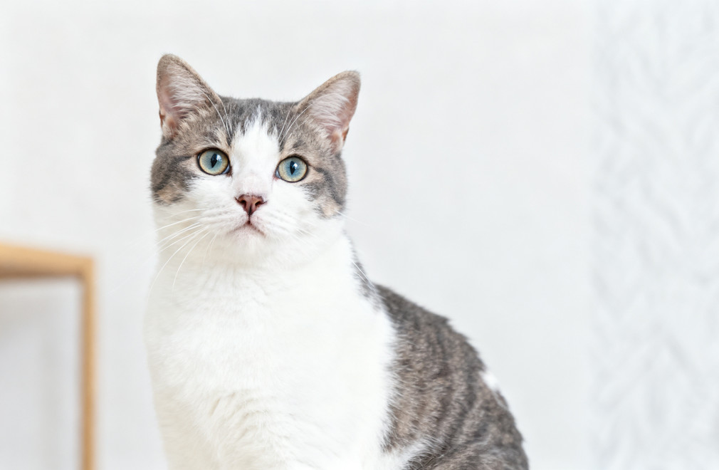 猫艾滋,FIV,猫白血病,FeLV