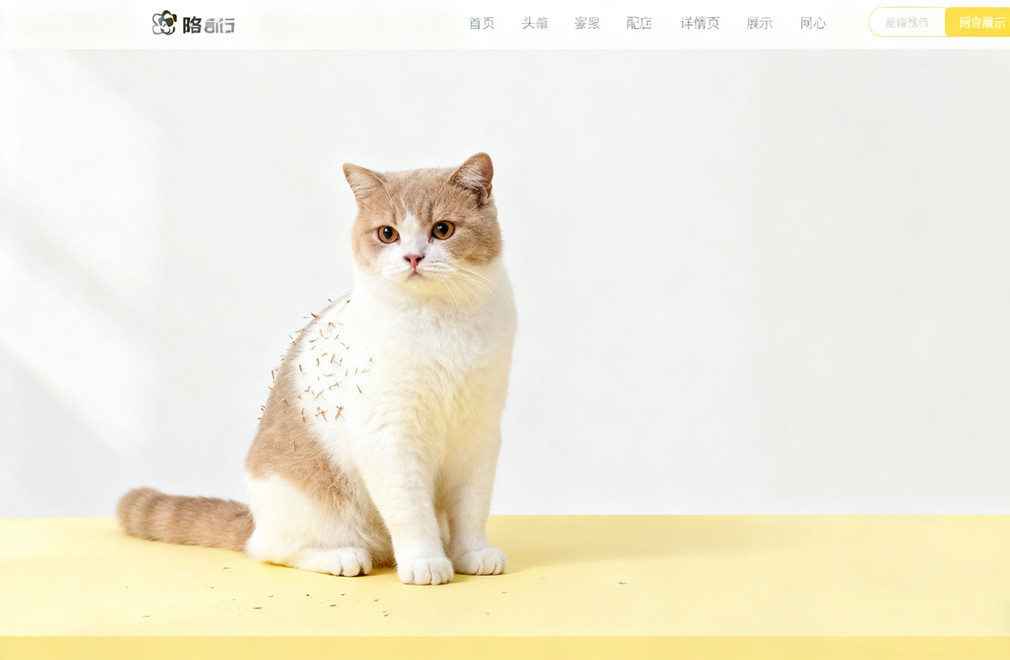 猫咪身上有皮屑,像头皮屑怎么办? 猫咪皮屑,猫咪头皮屑,猫皮屑处理,猫皮肤问题