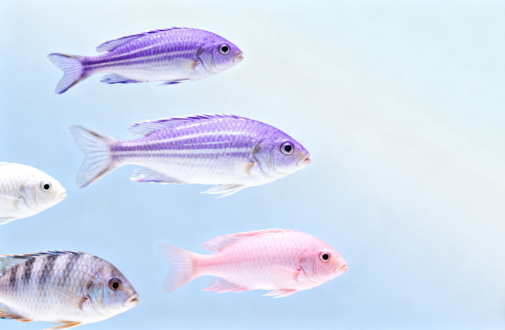 观赏鱼寿命排行榜:哪些鱼能陪你更久? 观赏鱼,寿命,排行榜,观赏鱼寿命