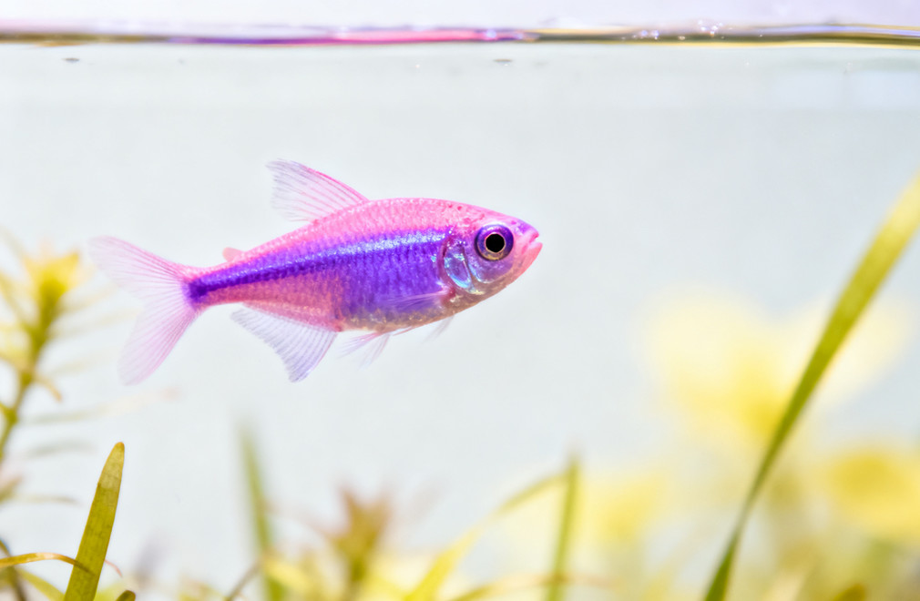 灯科鱼饲养要点:弱酸性软水 灯科鱼,饲养要点,弱酸性软水