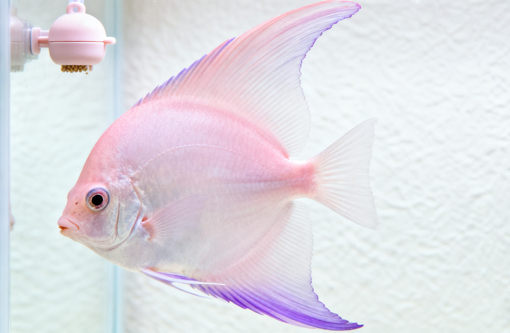 神仙鱼,饲养指南,水质,喂食