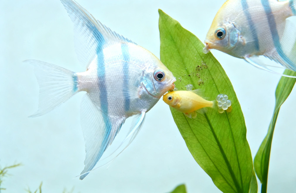 神仙鱼繁殖:从产卵到起飞 神仙鱼繁殖,产卵,起飞