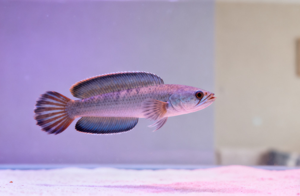 雷龙鱼:活泼好动的迷鳃鱼 雷龙鱼,迷鳃鱼,活泼好动