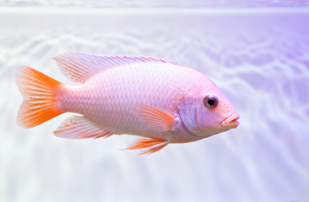 三湖慈鲷:马拉维湖、坦干伊克湖、维多利亚湖 三湖慈鲷,马拉维湖,坦干伊克湖,维多利亚湖