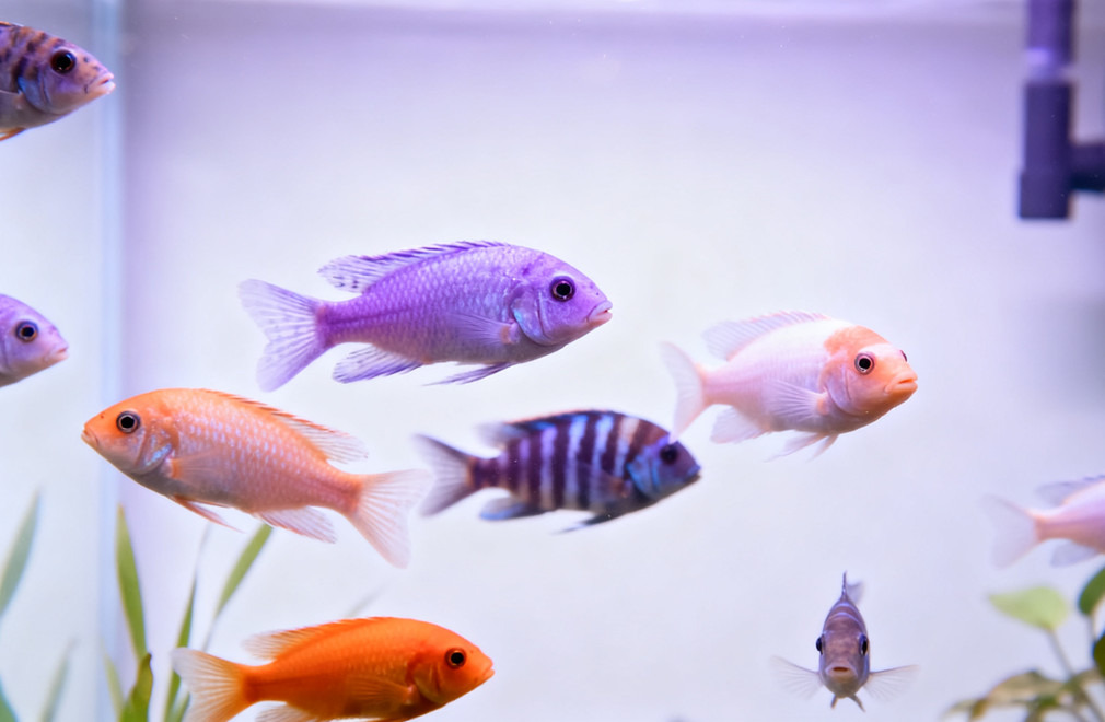 混养鱼类,温和鱼类,适合混养,鱼类混养