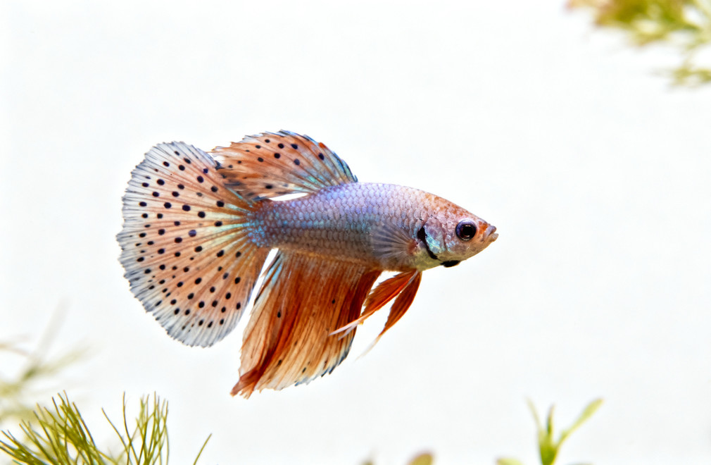 孔雀鱼品种全解析:礼服、马赛克、草尾等品系与繁殖乐趣 孔雀鱼,品种解析,繁殖,礼服孔雀鱼