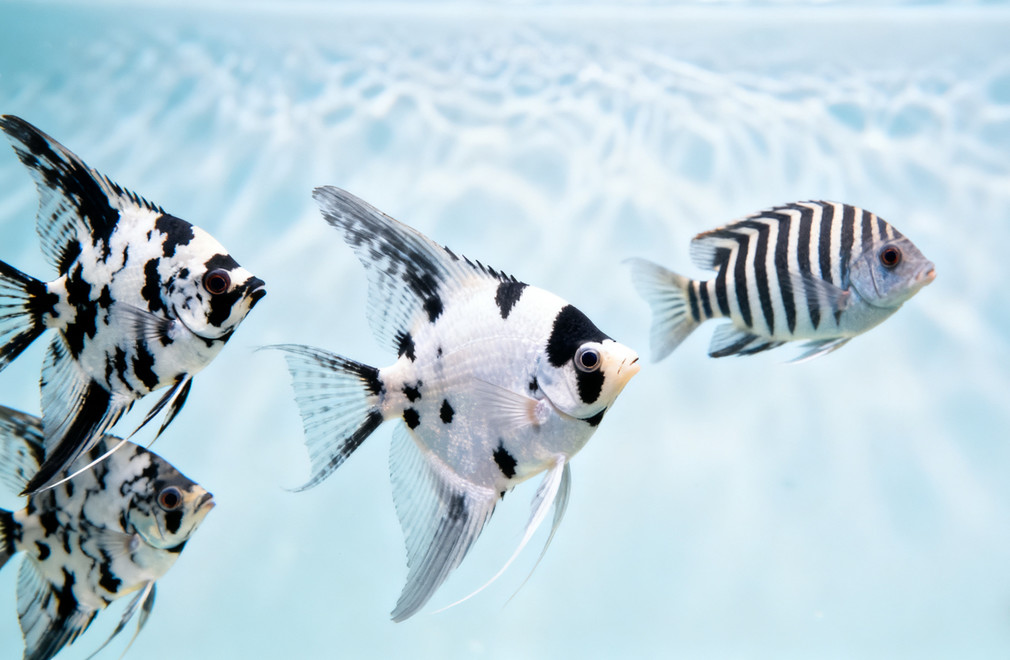 神仙鱼,燕鱼,熊猫神仙,云石神仙