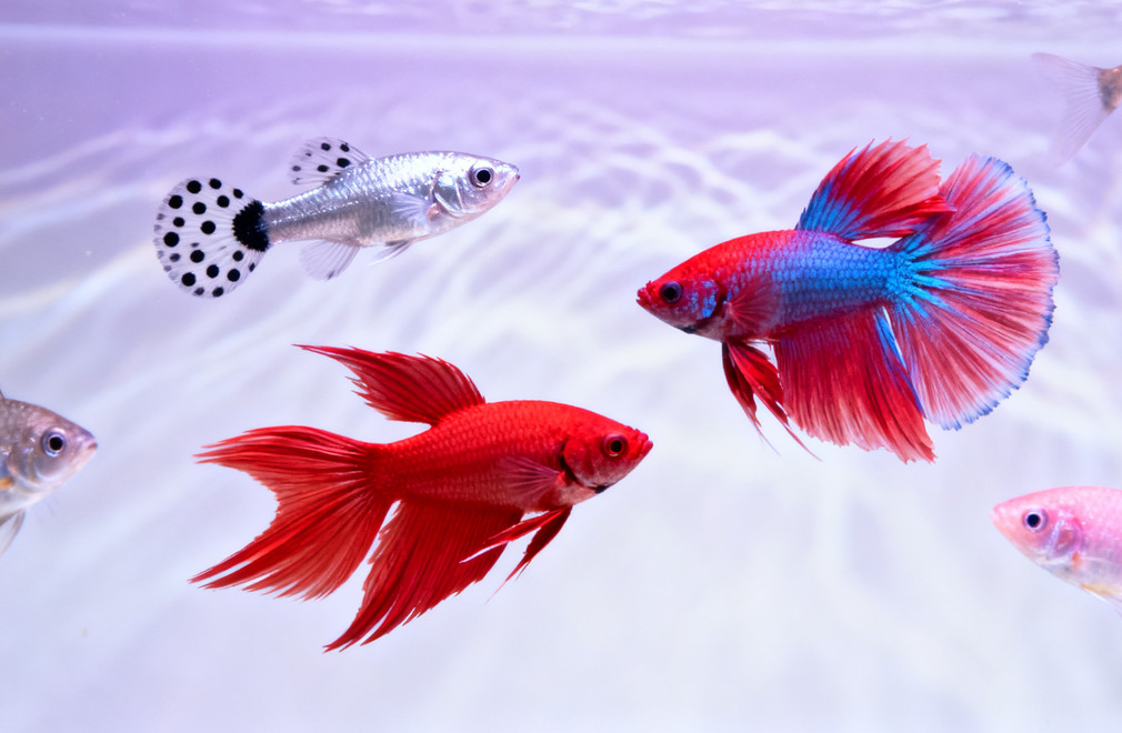 新手饲养,淡水观赏鱼,十大推荐