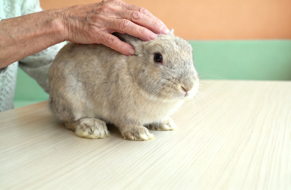 异宠,老年期,护理