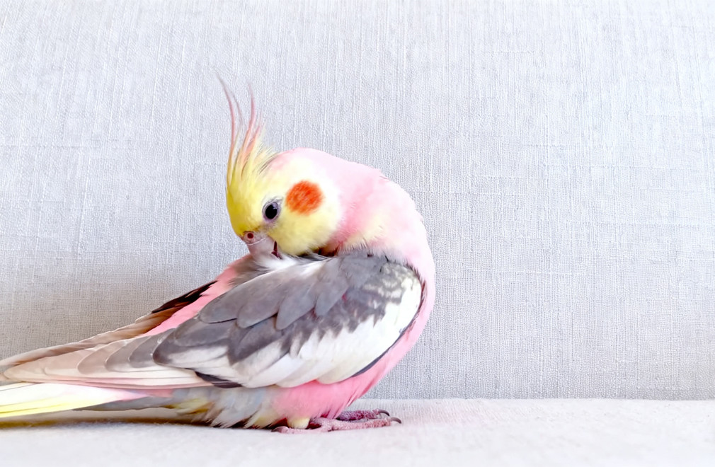 鸟类羽粉,羽粉过敏,过敏建议